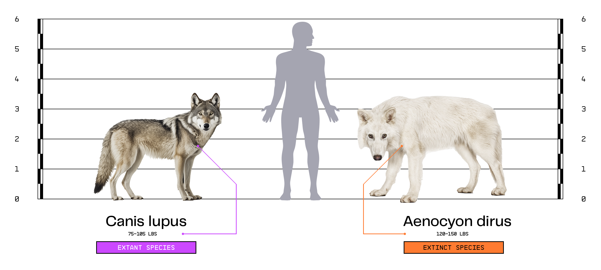 Dire Wolf Vs Wolf Size Comparison Starships Steel Forgotten