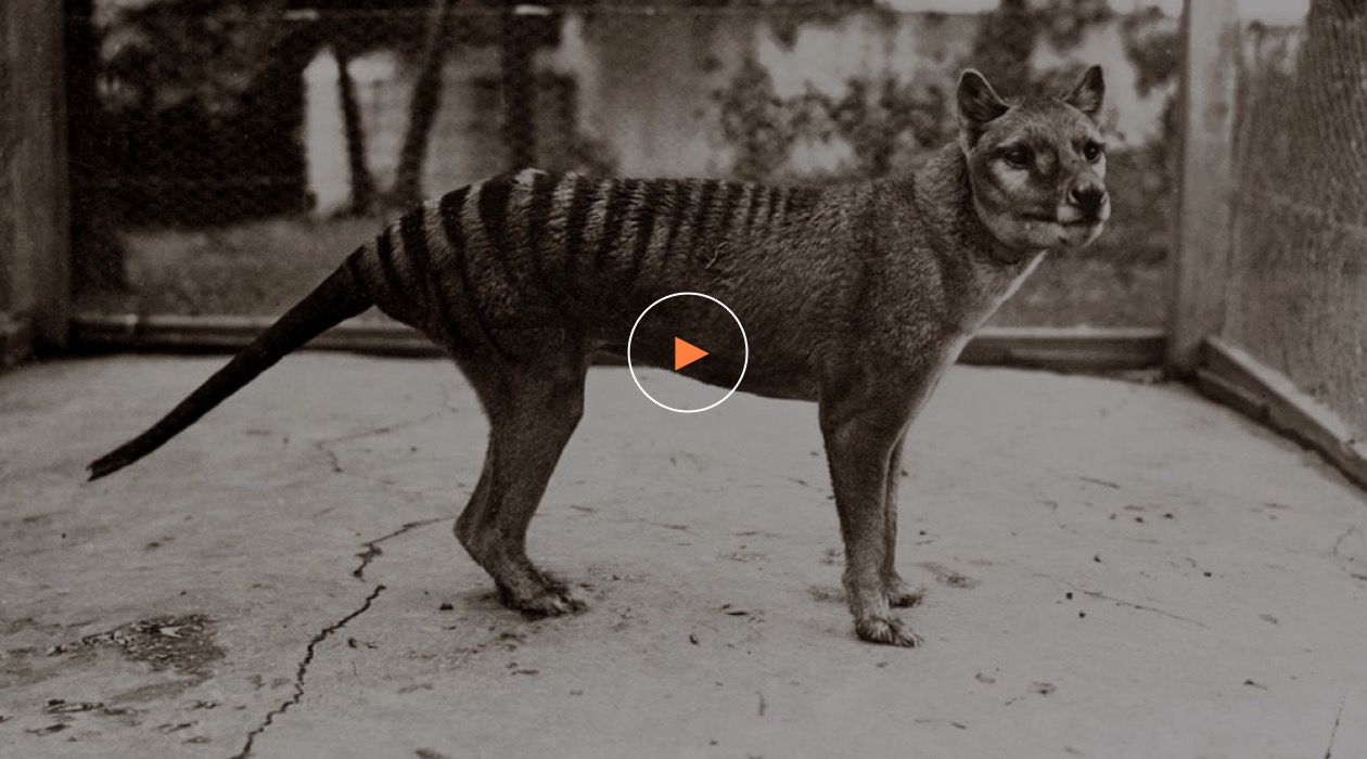 10 Incredible Tasmanian Tiger Facts - A-Z Animals