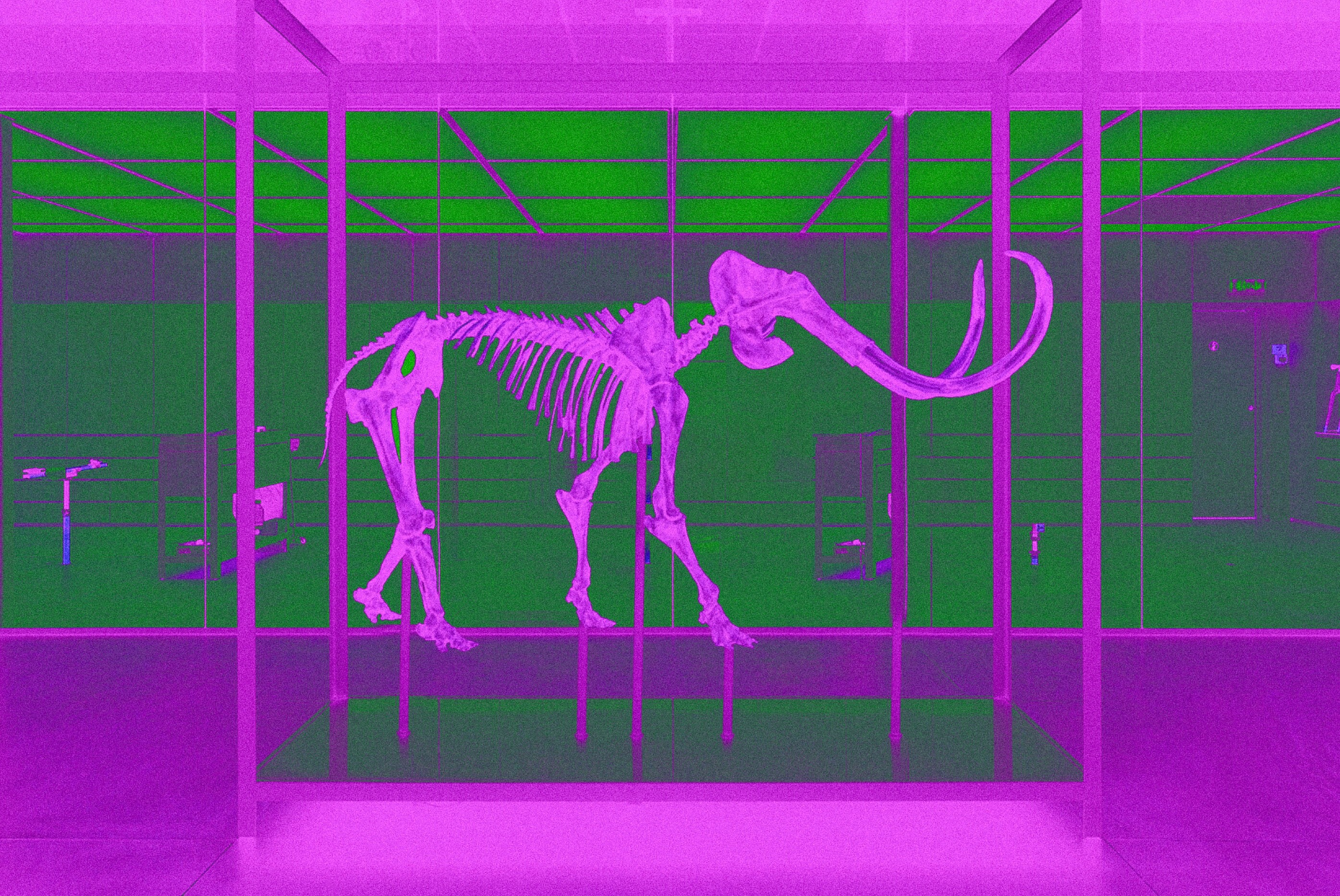 Woolly Mammoth De extinction Project Process Colossal