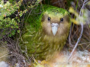 The critically endangered kākāpō parrot