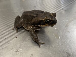 Cane toad in a sterile environment
