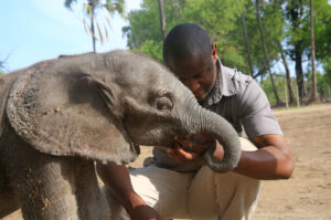 Boago taking care of baby elephant