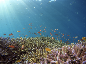underwater photo of reef