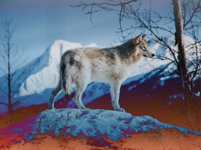 What is a keystone species? Definition and four examples! - Wild Earth Lab
