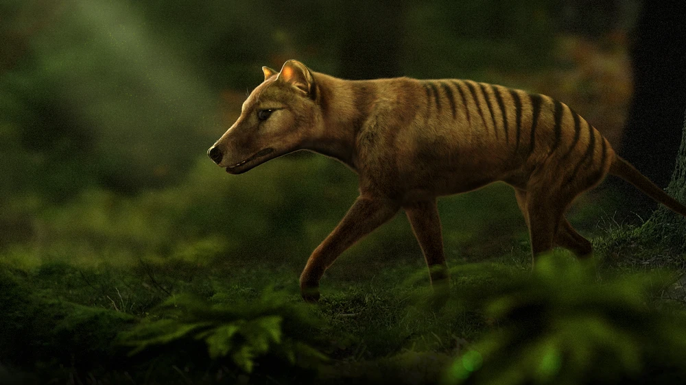 The Thylacine: An Exemplary Candidate for De-Extinction