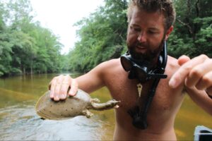 Working with Spiny Softshell turtles in the American South as preparation for my Expedition to look for the Yangtze giant softshell in Vietnam